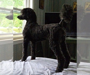 Mother of the Poodle (Standard) puppies born on 09/09/2025