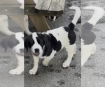 Small Photo #13 Cane Corso-Saint Bernard Mix Puppy For Sale in WORCESTER, MA, USA