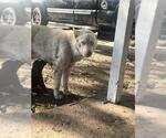 Small #1 Siberian Husky Mix