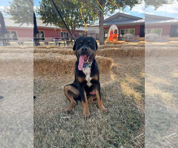Medium Photo #3 Rottweiler Puppy For Sale in San Antonio, TX, USA