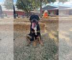 Small #2 Rottweiler