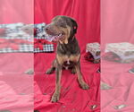 Small #3 Doberman Pinscher-Labrador Retriever Mix