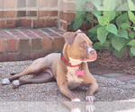 Small #1 American Staffordshire Terrier Mix