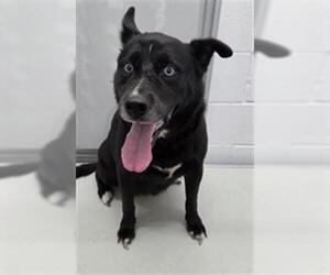 Siberian Husky-Unknown Mix Dogs for adoption in Temple, TX, USA