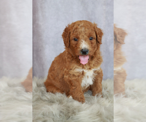 Goldendoodle Puppy for sale in ITASCA, TX, USA