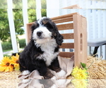 Small Photo #3 Miniature Bernedoodle Puppy For Sale in SHILOH, OH, USA