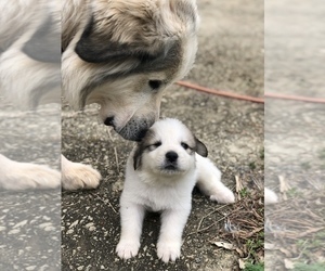 Great Pyrenees Puppy for sale in HOLLY SPRINGS, NC, USA