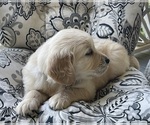 Small #11 Golden Retriever
