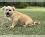 Small #4 Mutt