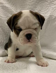 English Bulldog Puppy for sale in CHARLESTON, SC, USA