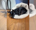 Small #6 Chihuahua Mix
