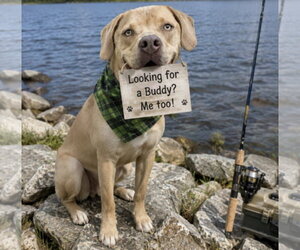 Benny - Male Golden Labrador Dog for Adoption - Photo #6