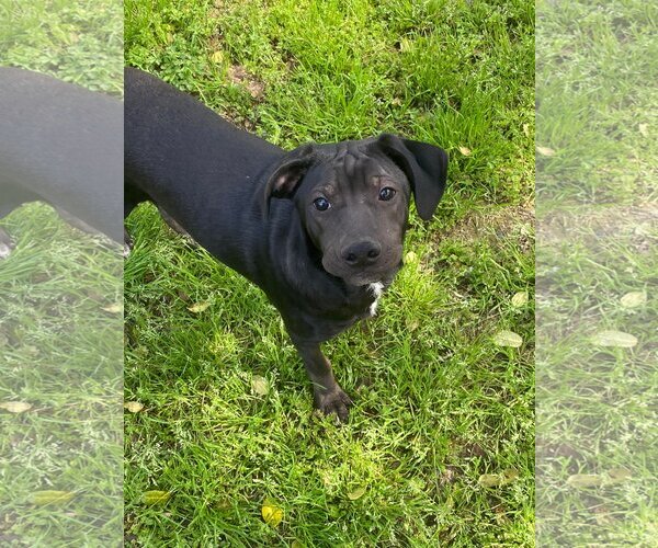Medium Photo #8 Mutt Puppy For Sale in The Woodlands, TX, USA