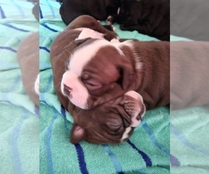 Boston Terrier Puppy for sale in SAVANNAH, GA, USA
