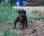 Puppy 1 Doberman Pinscher