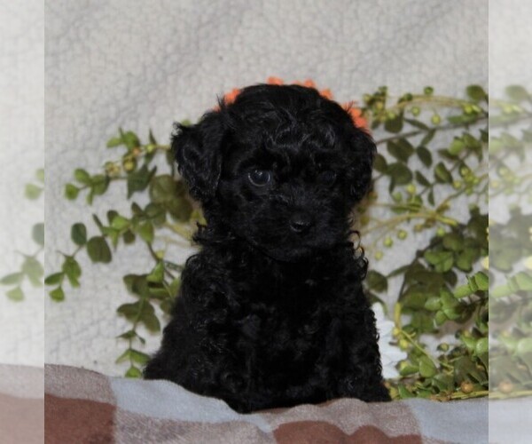 Medium Photo #3 -Poodle (Toy) Mix Puppy For Sale in GAP, PA, USA