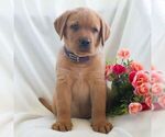 Small #4 Labrador Retriever