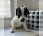 Small #5 Lab-Pointer