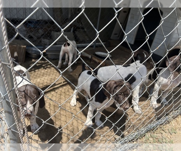 Medium Photo #1 German Shorthaired Pointer Puppy For Sale in FONTANA, CA, USA