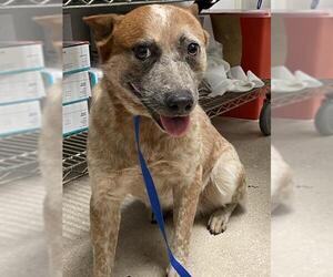Mutt Dogs for adoption in Bakersfield, CA, USA