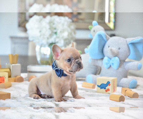 Medium Photo #4 French Bulldog Puppy For Sale in FORT LAUDERDALE, FL, USA