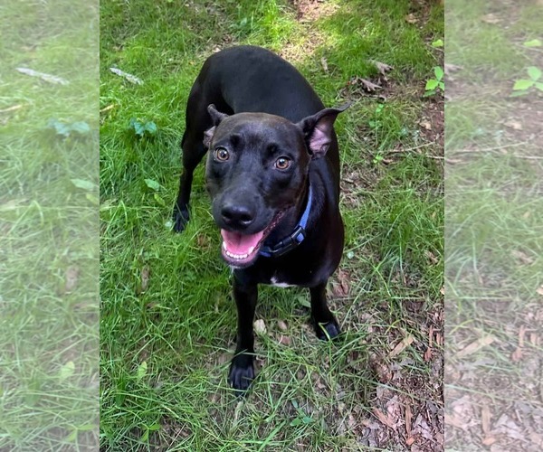 Medium Photo #4 Mutt Puppy For Sale in Greenville, SC, USA