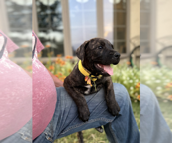 Medium Photo #3 Cane Corso-Doberman Pinscher Mix Puppy For Sale in MODESTO, CA, USA