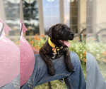 Small Photo #21 Cane Corso-Doberman Pinscher Mix Puppy For Sale in MODESTO, CA, USA