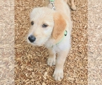 Small #1 Belgian Malinois-Goldendoodle Mix