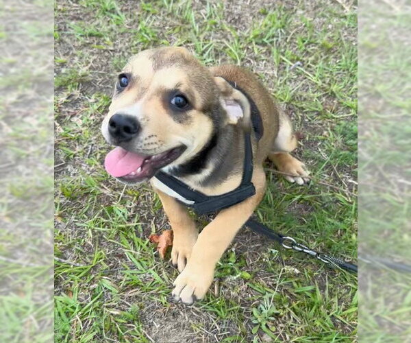 Medium Photo #6 Bulldog-Unknown Mix Puppy For Sale in Tarrytown, GA, USA