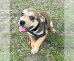 Small #5 Bulldog Mix