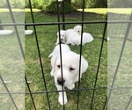 Small Photo #4 Labrador Retriever Puppy For Sale in GAFFNEY, SC, USA