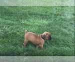 Small #3 Boxer