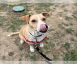 Small #1 Labrador Retriever Mix