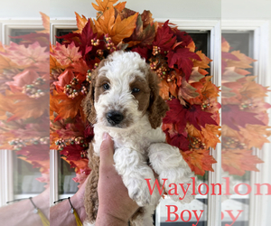 Bernedoodle (Miniature) Puppy for sale in AUXVASSE, MO, USA