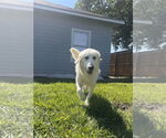 Small #8 Great Pyrenees