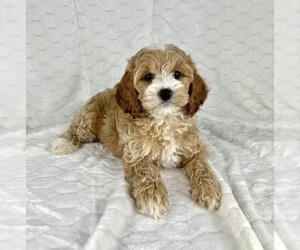 Cock-A-Poo Puppy for sale in FRANKLIN, IN, USA