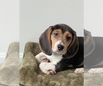 Small Photo #2 Beagle Puppy For Sale in MARTINSVILLE, IN, USA