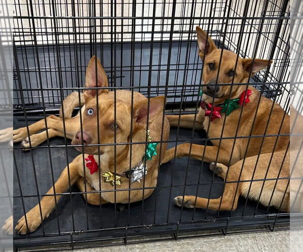 Medium Photo #1 Carolina Dog-Unknown Mix Puppy For Sale in Claremore, OK, USA