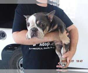 French Bulldog-Unknown Mix Dogs for adoption in Oroville, CA, USA