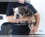 Small French Bulldog Mix