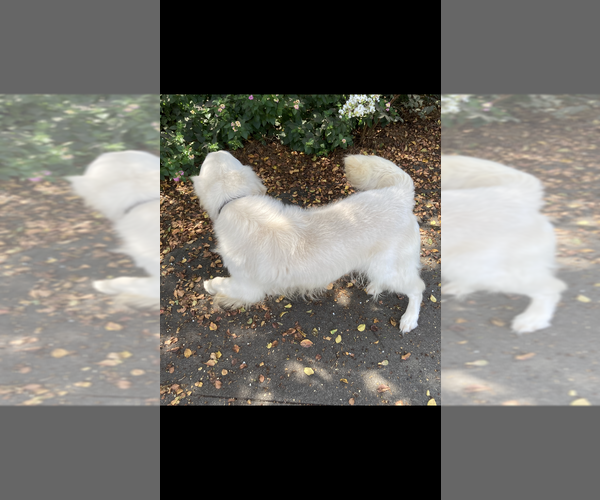 Medium Photo #6 English Cream Golden Retriever Puppy For Sale in BARNWELL, SC, USA