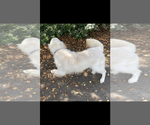 Small #5 English Cream Golden Retriever