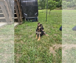 German Shepherd Dog Puppy for sale in BENTON, IL, USA