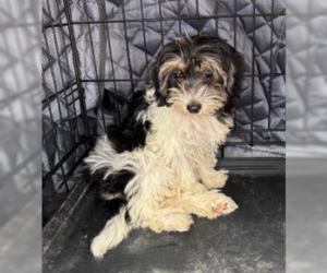 Maltese Dogs for adoption in Brooklyn Center, MN, USA