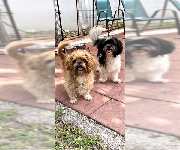 Medium Photo #8 Shih Tzu Puppy For Sale in Weston, FL, USA