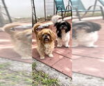 Small #7 Shih Tzu