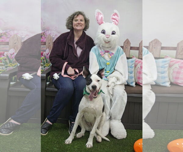 Medium Photo #12 Bullypit Puppy For Sale in Oakhurst, NJ, USA