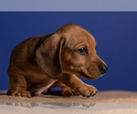 Small Photo #36 Dachshund Puppy For Sale in CROWLEY, TX, USA