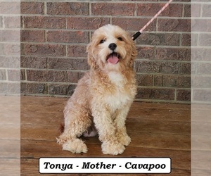 Mother of the Cavapoo (Miniature) puppies born on 03/25/2026